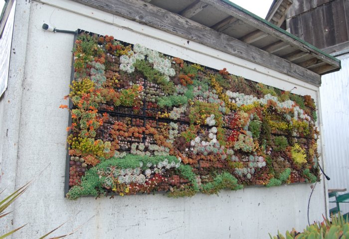 Succulent Art • Insteading